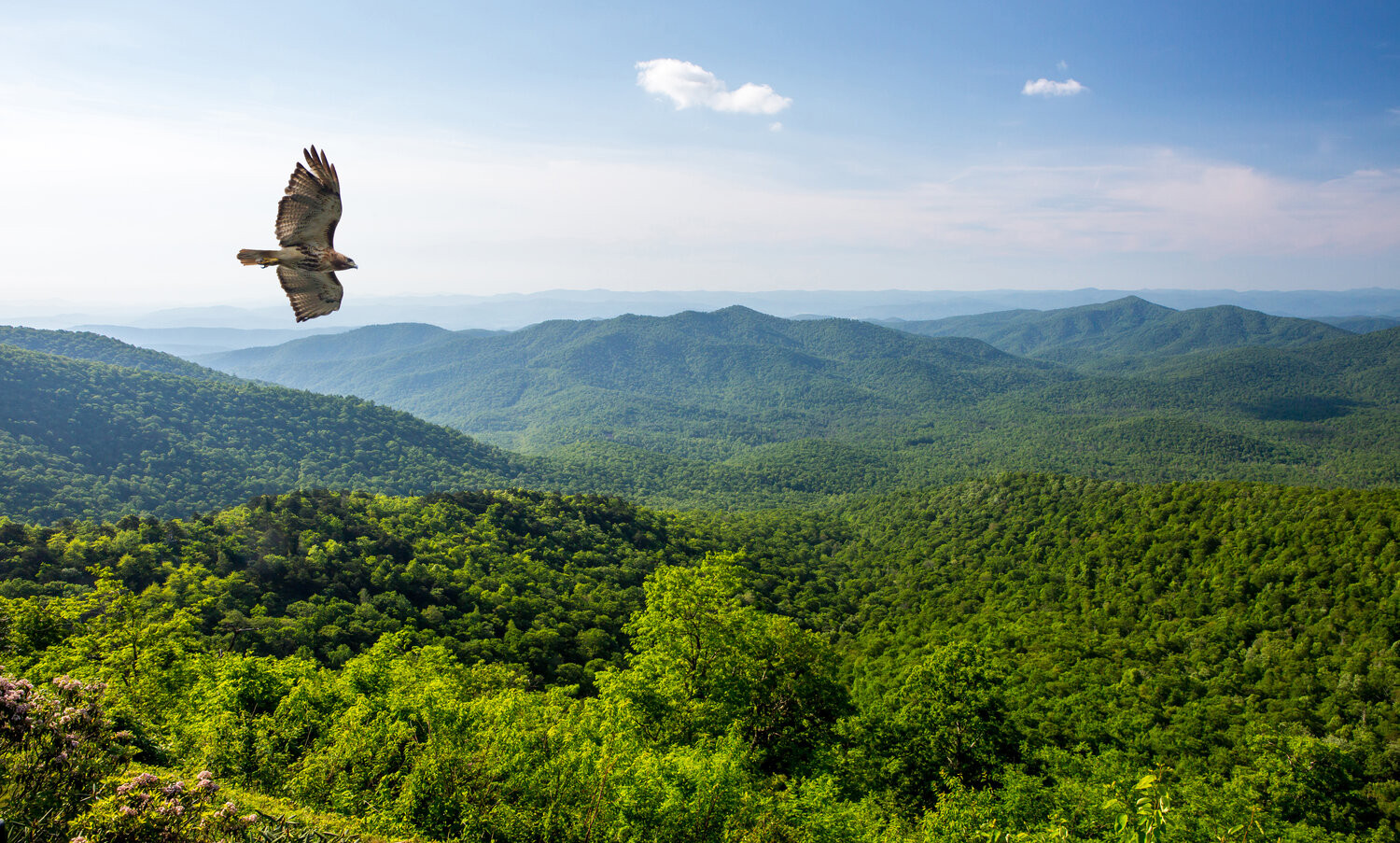 A red-tailed hawk soars above a mountain overlook on the Blue Ridge Parkway in North Carolina.